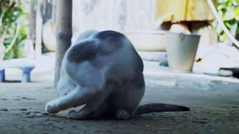gatito lamiendo su pierna