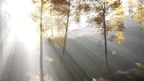 Heller-Wald-Am-Frühen-Morgen-In-Den-Bergen