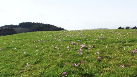 flying close to at mrzli vrh, lush carpet of green and purple crocuses, saffrons undulates over the landscape, with a backdrop of distant mountain ranges beneath a clear sky