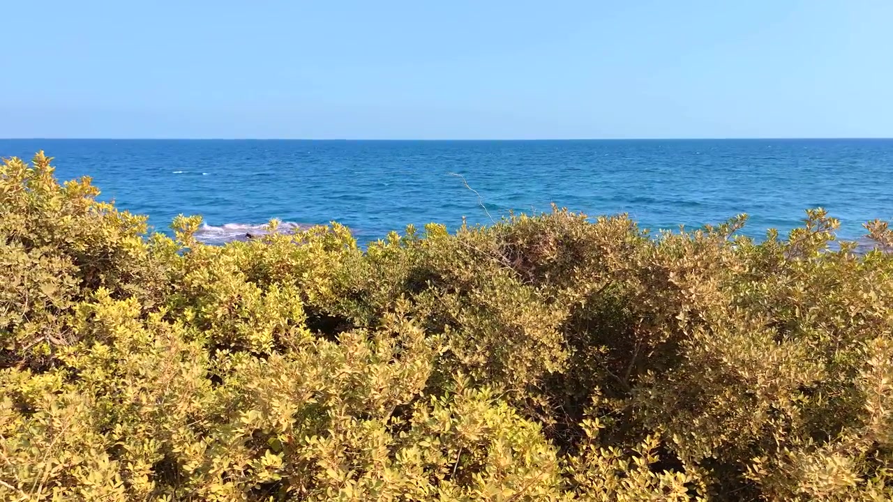 Vista panoramica di onde blu dell'oceano dietro cespugli costieri