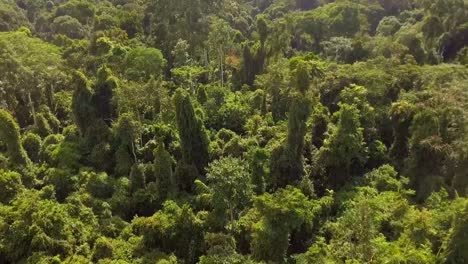 Vista-Aérea-De-Drones-Volando-En-Lo-Profundo-Del-Bosque,-Selva-Tropical-Africana,-En-Un-Día-Soleado,-En-La-Selva-De-Nanga-Eboko,-Haute-sanaga,-Sur-De-Camerún