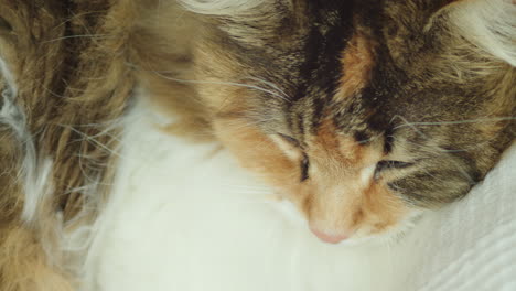 Macro-shot-of-a-Norwegian-forest-cats-face-while-resting