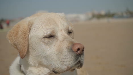 closeup shot of cute wet labrador looking around.