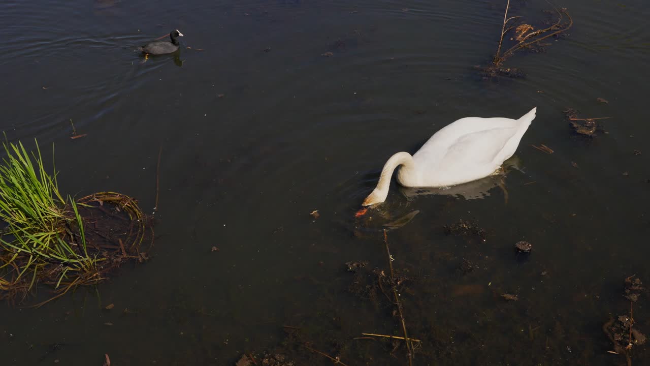 Two birds, a mute swan and a coot, swim side by side in search of food on a quiet pond in Poland. The swan can be seen dipping its head under the water. A peaceful scene of nature.