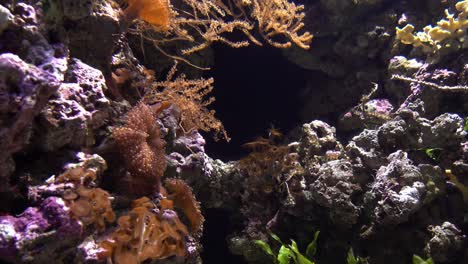 Arrecife-De-Coral-Y-Peces-Tropicales