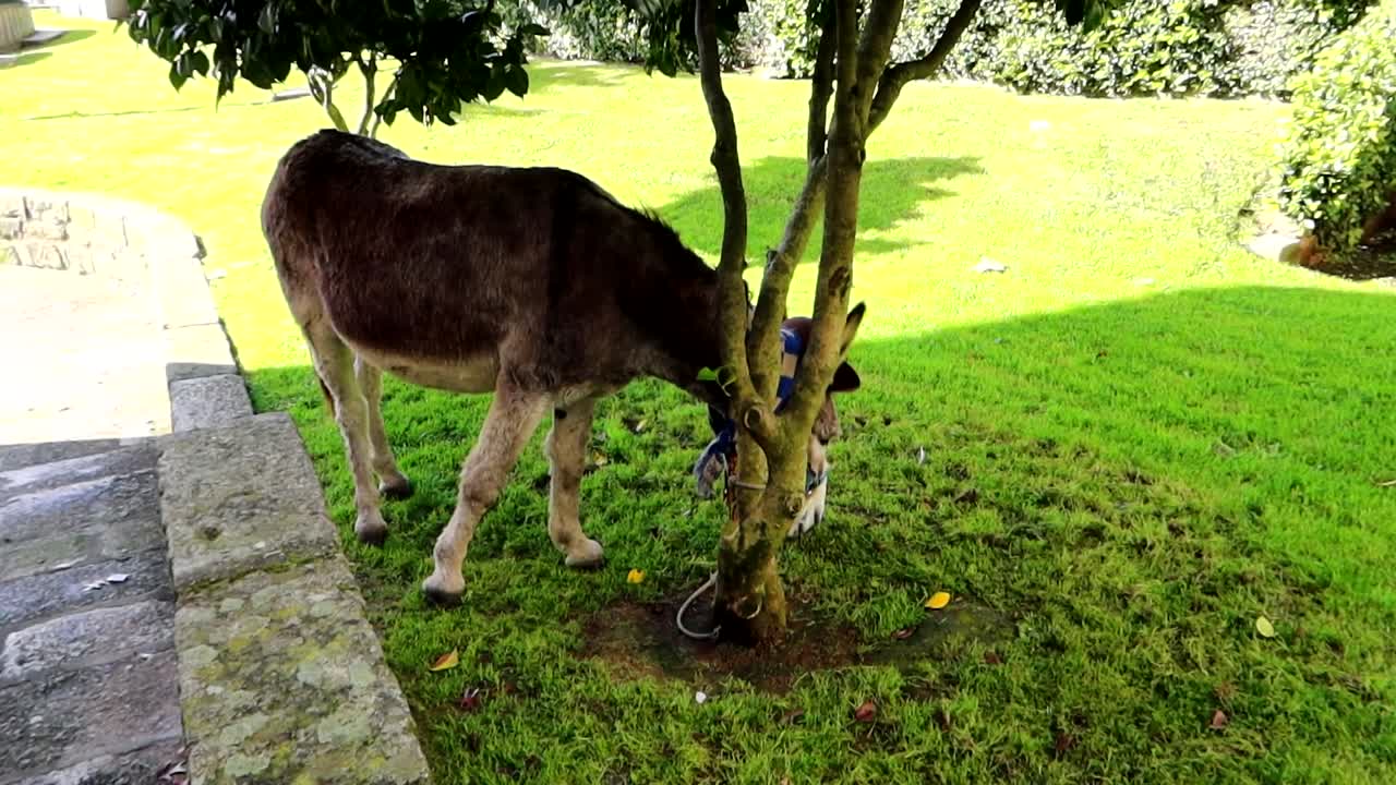 Asino trascurato legato a un albero, che pascola l'erba. Porto, Portogallo.