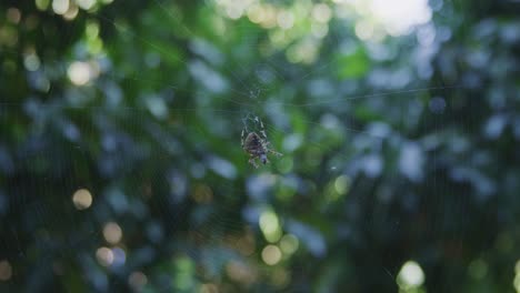 enfoque del estante mostrando los árboles en el fondo, luego mostrando una araña tejedora de orbe comiendo una mosca mientras está sentada en su telaraña