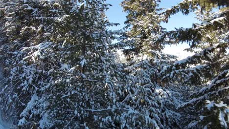 Immergrüne-Bäume-In-Einer-Linie-Mit-Frischem-Schnee-Bedeckt-Mit-Berg-Im-Hintergrund