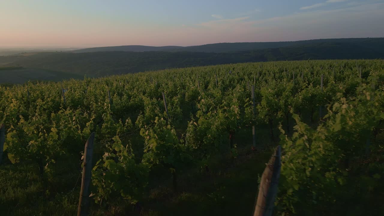viñedo al atardecer con exuberante vegetación y un cielo brumoso, creando un paisaje sereno