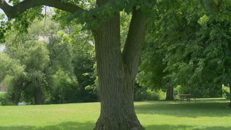 tilt up of tree near the welland river in ontario canada