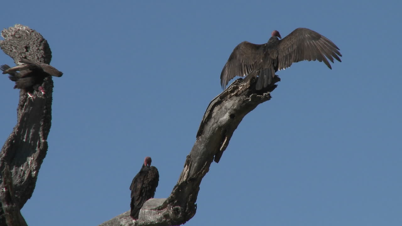 buitre de pavo (cathartes aura) tomando el sol en la reserva de pradera ojai california 1