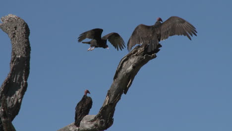 Buitre-De-Turquía-(Cathartes-Aura)-Tomando-El-Sol-En-La-Pradera-De-Ojai-Preserve-California-1