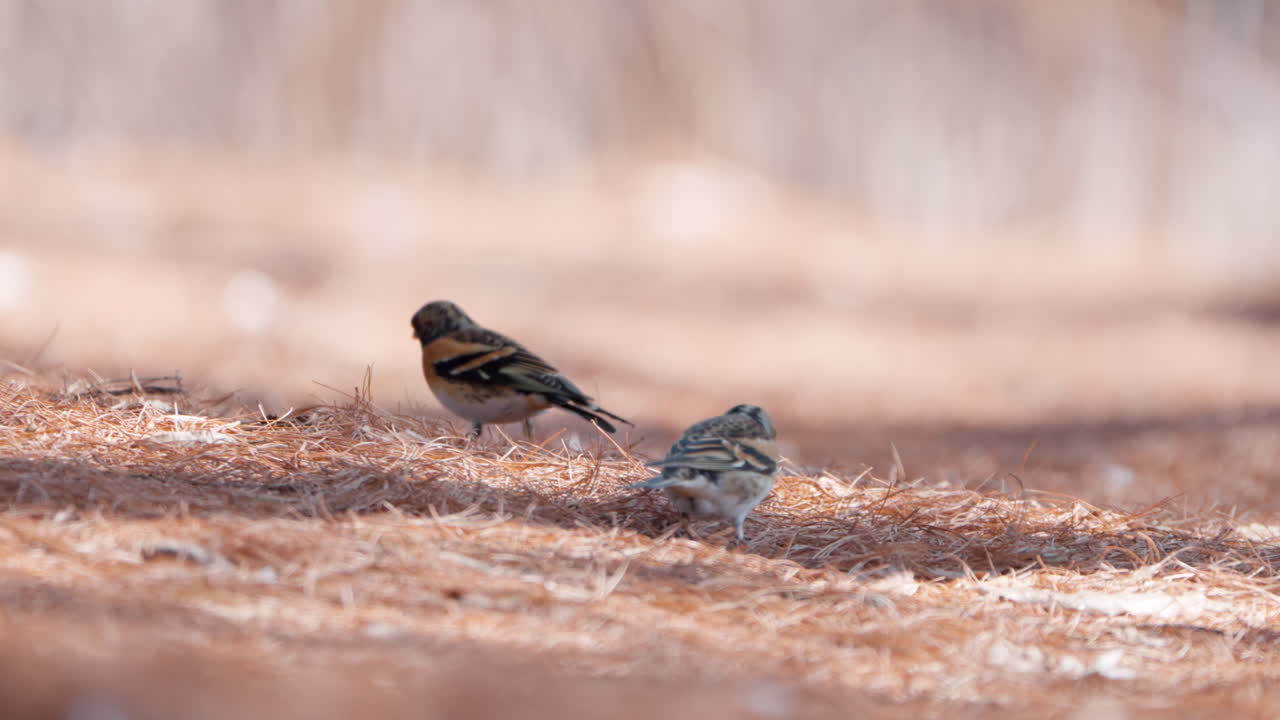 los pájaros bramblings se alimentan de nueces de pignoli en el suelo entre agujas de pino en primavera