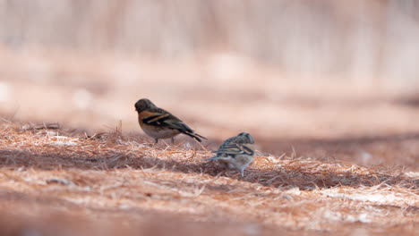 Bramblings-birds-forage-pignoli-nuts-on-the-ground-among-pine-needles-in-spring