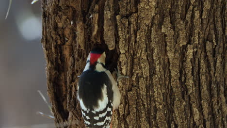 gran pájaro carpintero manchado picoteando el tronco del árbol en primer plano