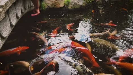 boy playing with koi fish in carp pond