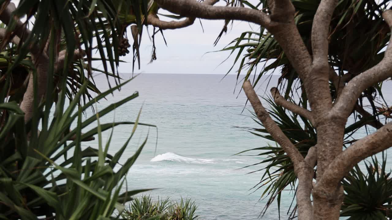 статический вид спокойного моря через густую листву