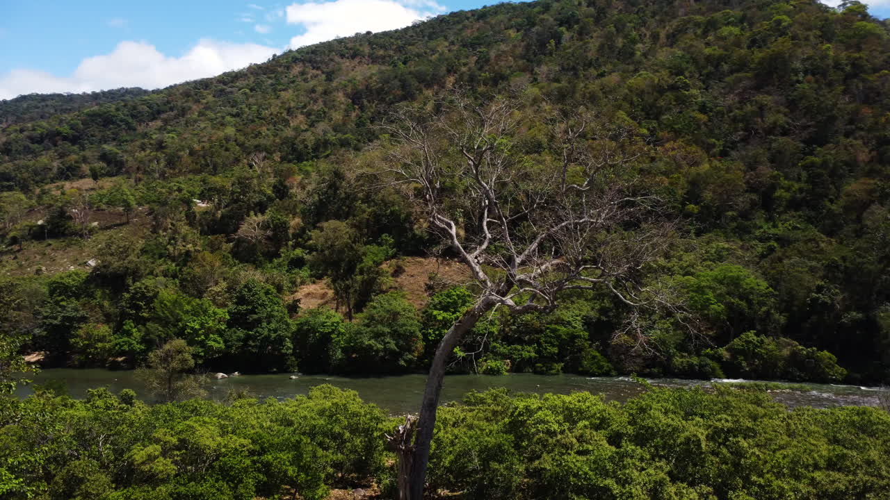 viejo árbol seco en la orilla del río en el parque nacional phuoc binh, vietnam