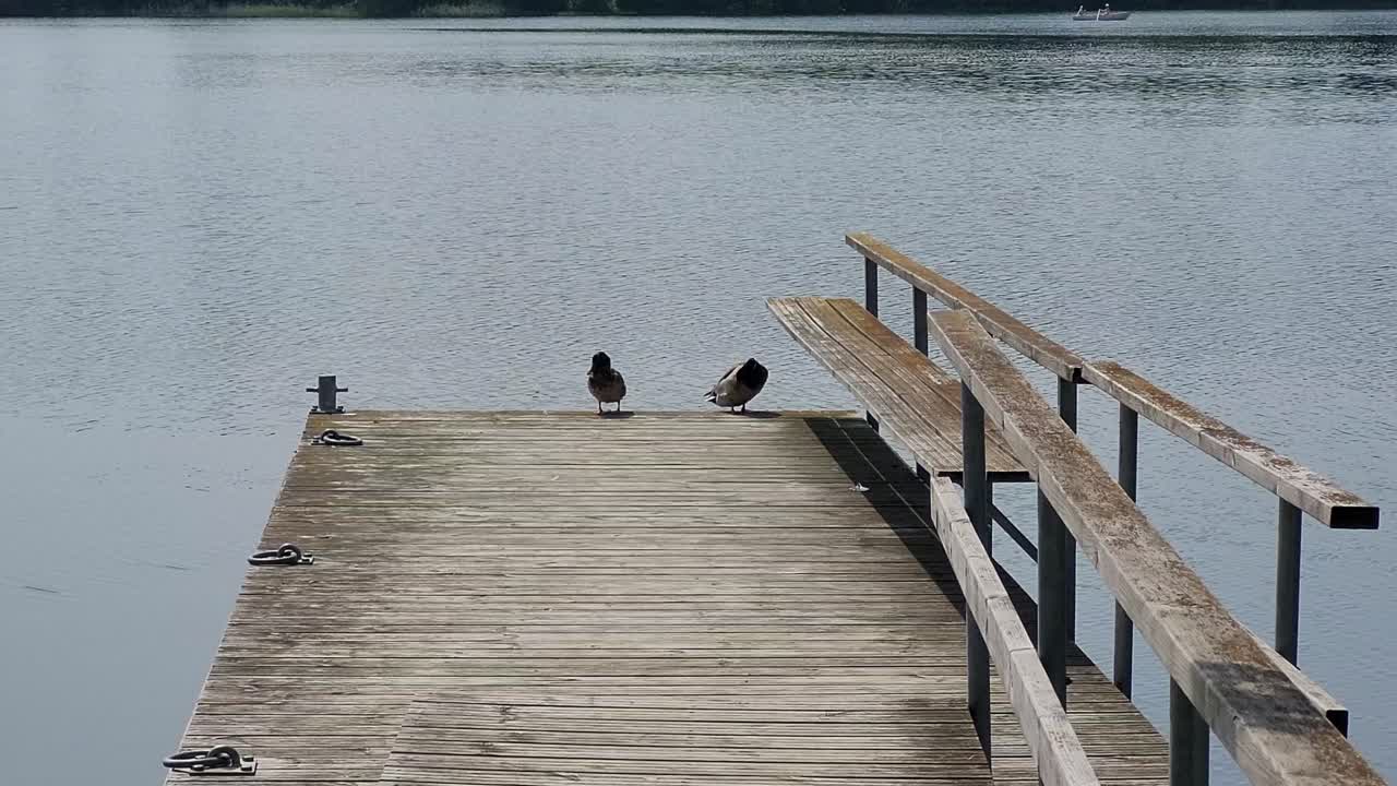 patos acicalándose en el embarcadero del lago