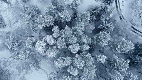 aerial top down view of frozen coniferous forest landscape