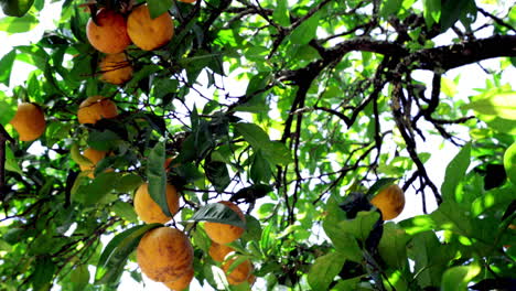 bunches of orange fruits hanging on the lush tree in portugal - low angle orbiting shot