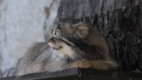 팔라스 고양이 (otokolobus manul) 는 길고 두꺼운 희미한 회색 털을 가진 작은 야생 고양이이며 머리의 에 둥근 귀가 낮습니다.