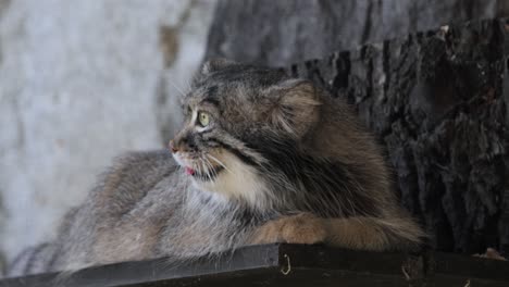 pallas's cat (otocolobus manul), also known as the manul, is a small wild cat with long and dense light grey fur, and rounded ears set low on the sides of the head.