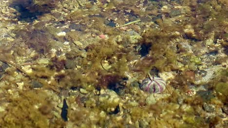 sea urchin among the swaying green algae in clear shallow sea waters in the tropical summer