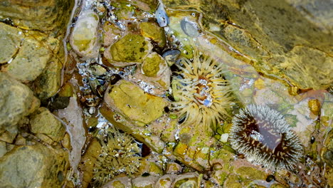 rotating top down view of ocean rock pool with anemones and black mussels