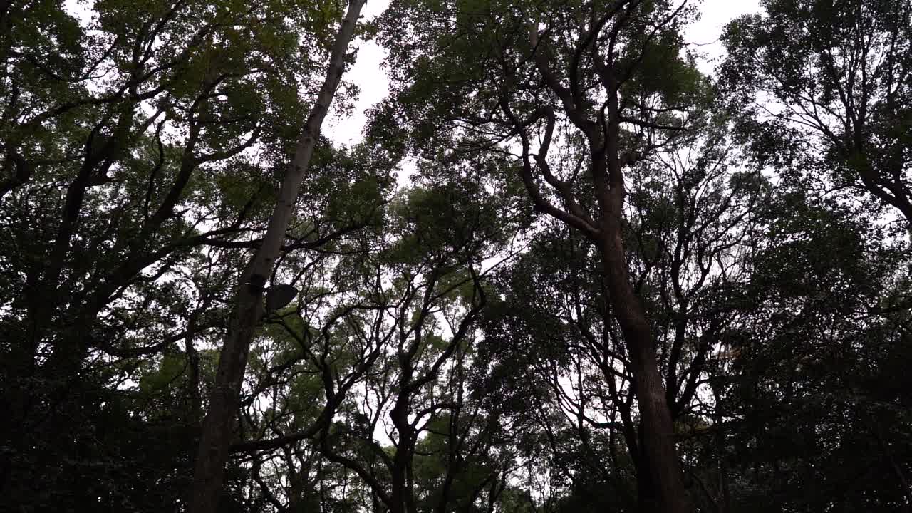 Silhouette Of Tall Lush Trees Under The Dramatic Sky In The Forest - Beautiful Nature Scenery - Low Angle Shot