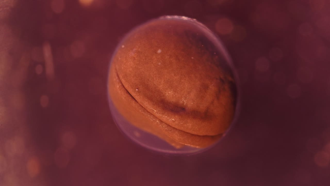 Amphibian Embryo Development Stages