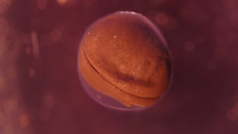 amphibian embryo development stages