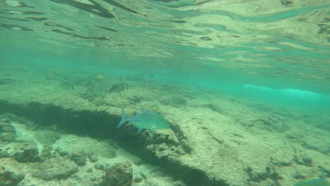aventuras de buceo submarino en la isla grande de hawai