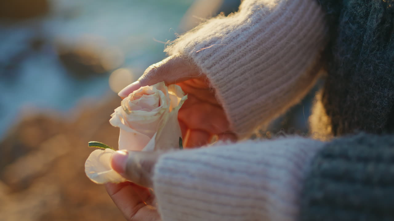 Woman hands holding flower at evening beach closeup. Autumn girl touching petals