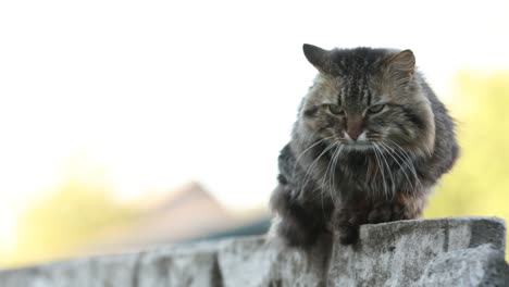 striped country cat sitting on the fence and looking in camera. high quality 4k footage