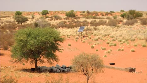 Cría-De-Ovejas-En-El-Desierto