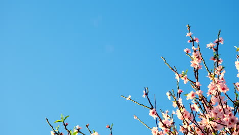pink blossoms against a clear blue sky