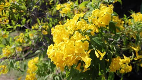 yellow flowers gently swaying in the breeze.