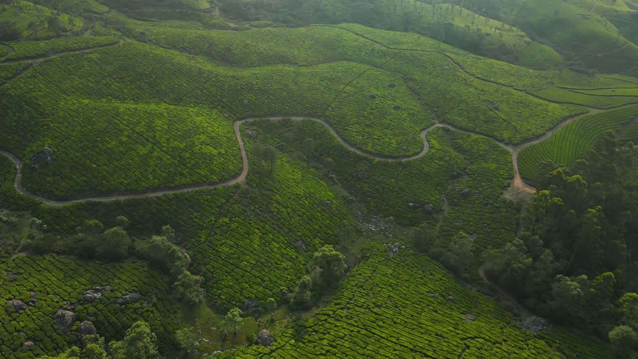 Ripresa aerea con drone delle piantagioni di tè di Munnar con montagne maestose e cime nebbiose.