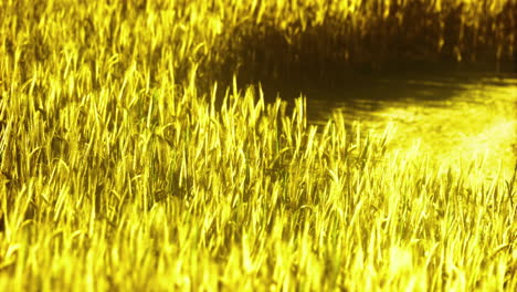 golden grass swaying gently by the water in the warm afternoon light