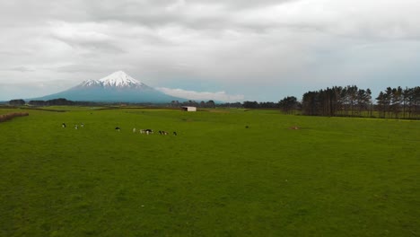 un dron vuela hacia el monte taranaki sobre el pasto de la vaca
