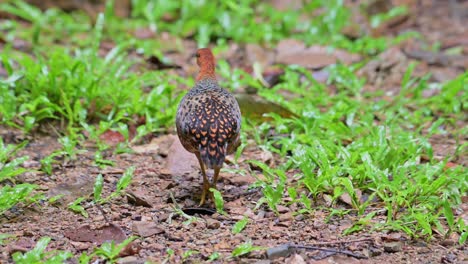 foraging for some food on the forest ground then runs away to the left, ferruginous partridge caloperdix oculeus