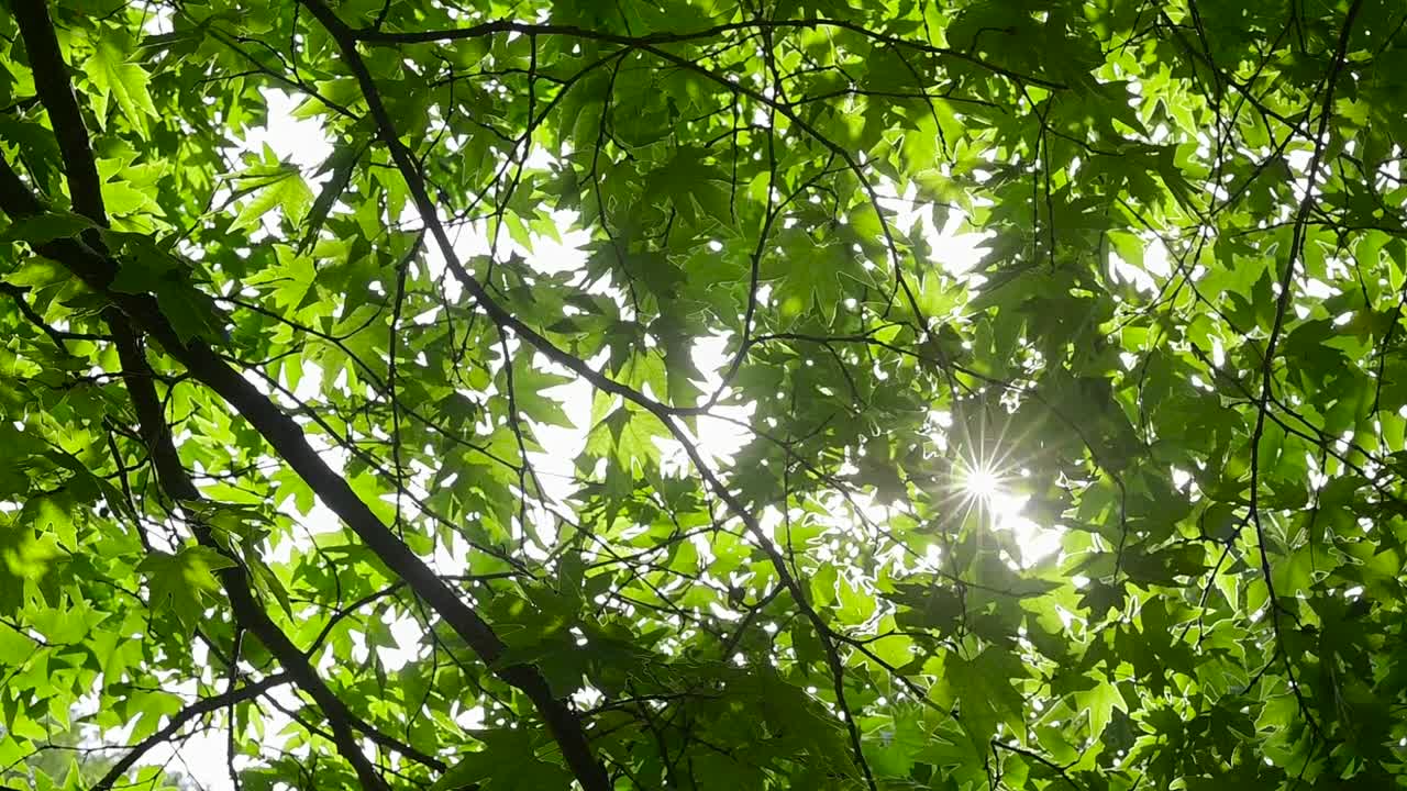 A vibrant footage of a tree canopy, showcasing lush green leaves filtering sunlight.