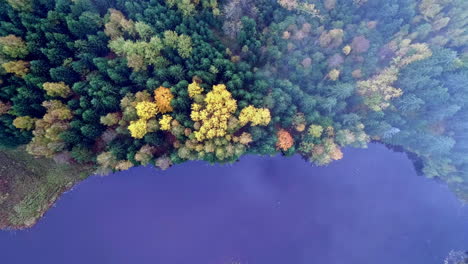 aerial top down shot of flying clouds over colorful treetops and tranquil lake in autumn