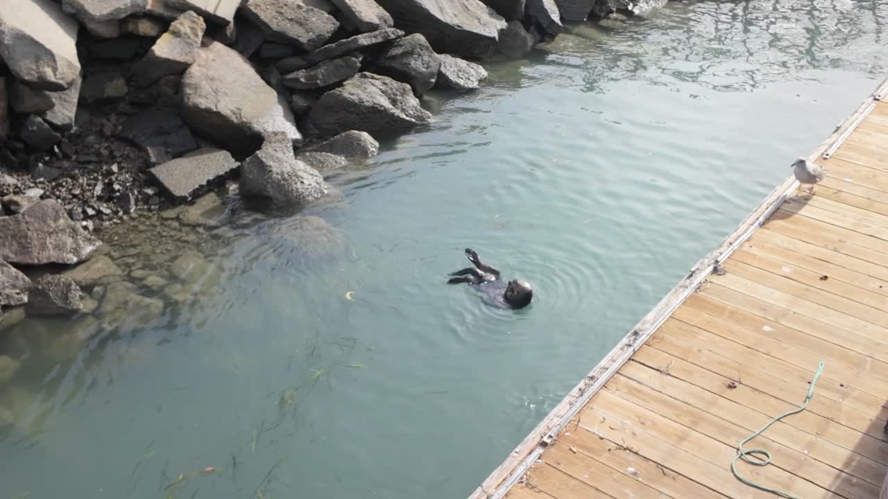 Gimbal wide panning shot of a diving sea otter and sea gull in Morro Bay, California. 4K