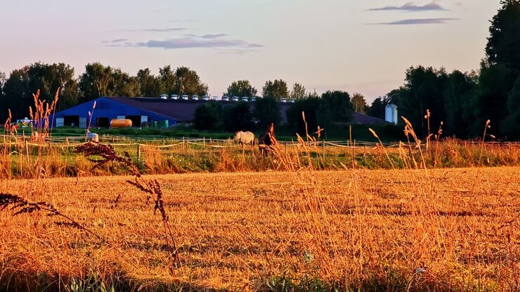 Pferde grasen im Sommer auf einer Wiese mit Bauernhofgebäuden und Bäumen im Hintergrund im Abendsonnenlicht