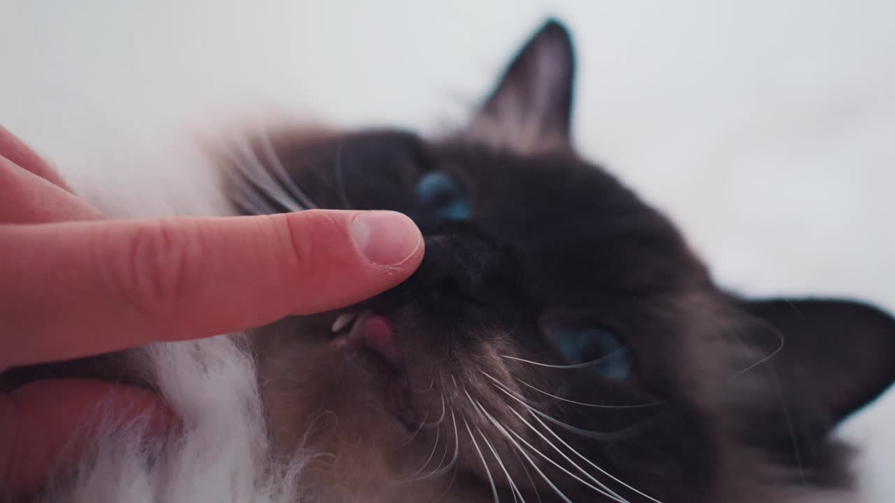 Ragdoll cat licks single stretched finger, shallow depth of field, slow motion overhead view