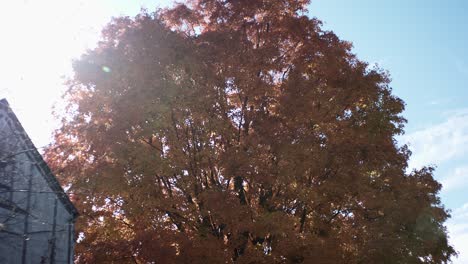 Ein-Herbstbaum-Mit-Orangefarbenen-Blättern-Sitzt-Neben-Einem-Alten-Haus,-Während-Die-Kamera-Nach-Oben-Geneigt-Ist-Und-Die-Sonne-Dahinter-Scheint