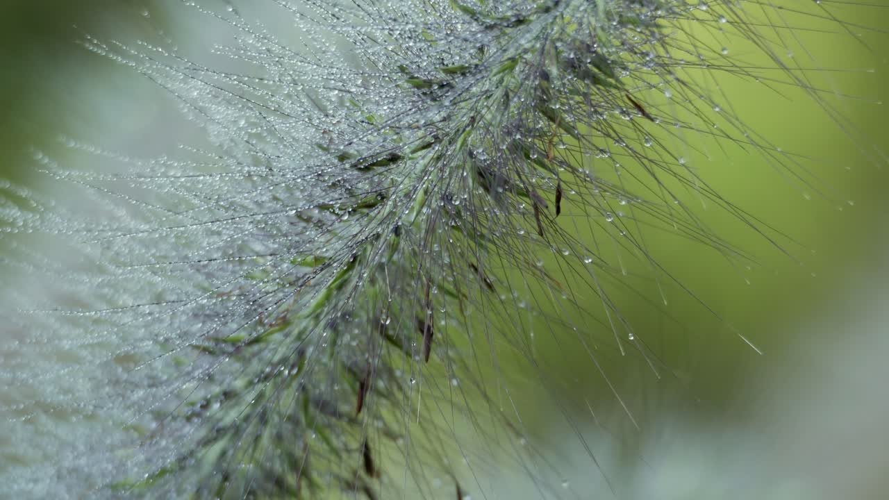 Ornamental grass seed head with dew drops glowing in morning light, extreme close up