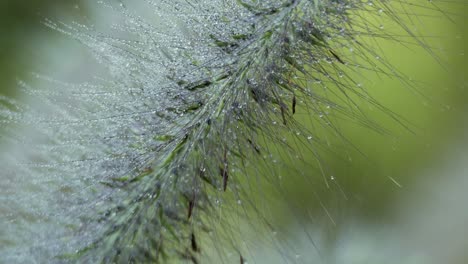 ornamental grass seed head with dew drops glowing in morning light, extreme close up